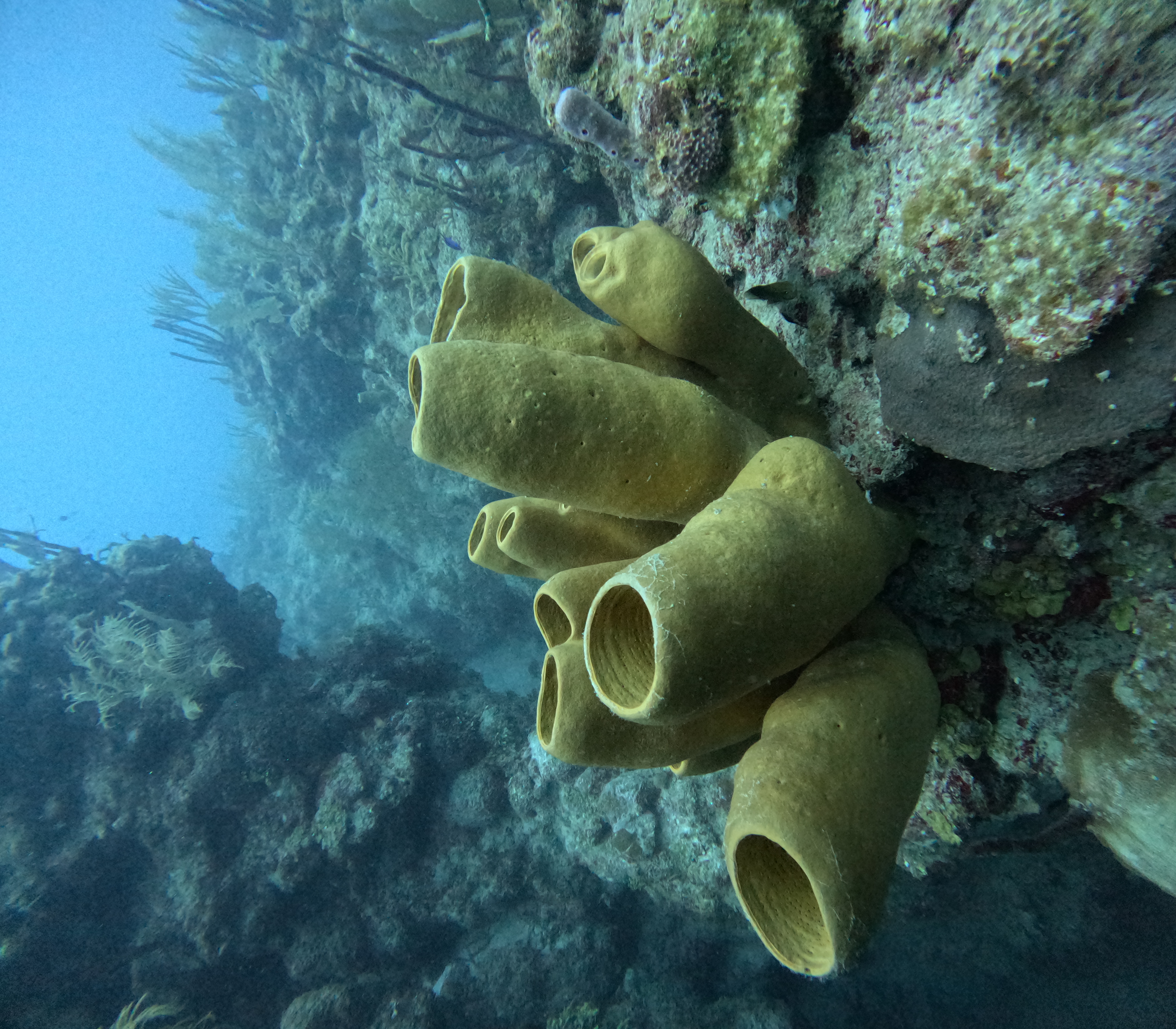 Pared de coral en Banco Chinchorro con tiburones