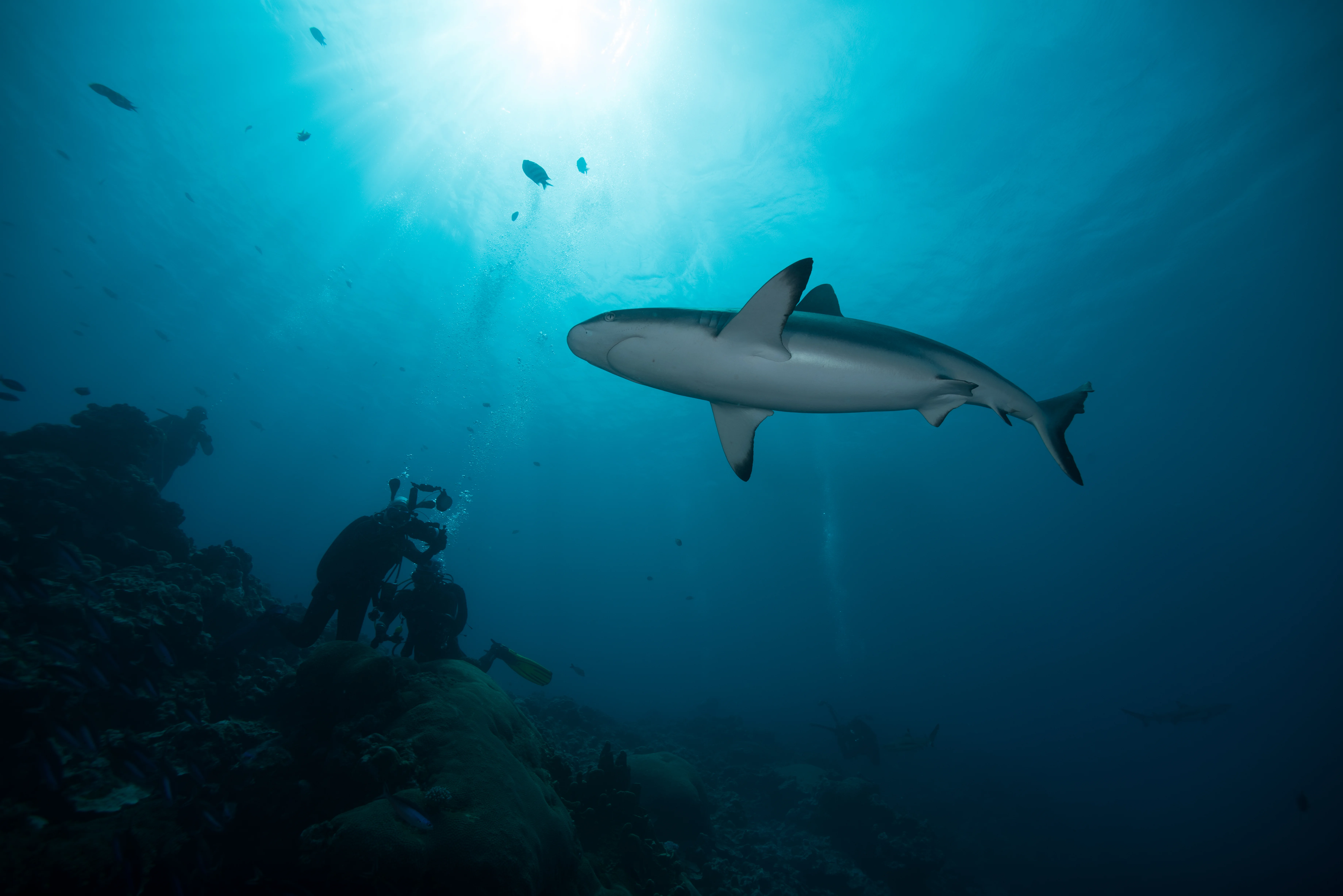 Buzo experimentado observando tiburones en el Caribe
